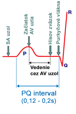 atriventricular node conduction